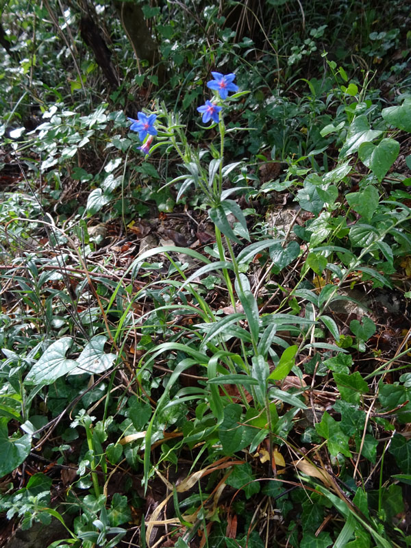 Aegonychon purpurocaeruleum (= Buglossoides purpurocaerulea) - Boraginaceae